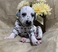 Small Photo #11 Dalmatian Puppy For Sale in CAMBRIA, VA, USA