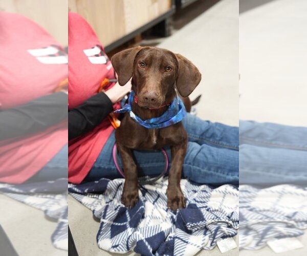Medium Photo #9 Unknown-Weimaraner Mix Puppy For Sale in Boston, MA, USA