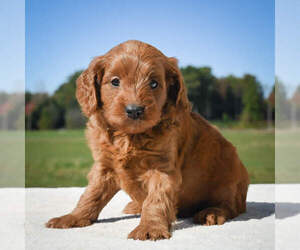 Goldendoodle Puppy for sale in ITASCA, TX, USA