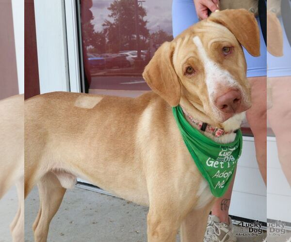Medium Photo #9 Labrador Retriever-Unknown Mix Puppy For Sale in Washington, DC, USA