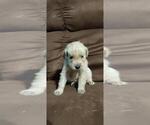 Small Photo #3 Golden Retriever Puppy For Sale in DAVENPORT, FL, USA