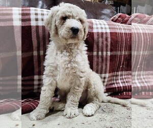 Medium Goldendoodle