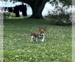 Small Photo #1 Jack Russell Terrier Puppy For Sale in LANCASTER, PA, USA