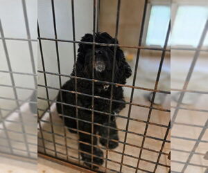 Cocker Spaniel Dogs for adoption in Osgood, IN, USA