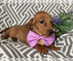 Small Photo #2 Dachshund Puppy For Sale in CEDAR LANE, PA, USA