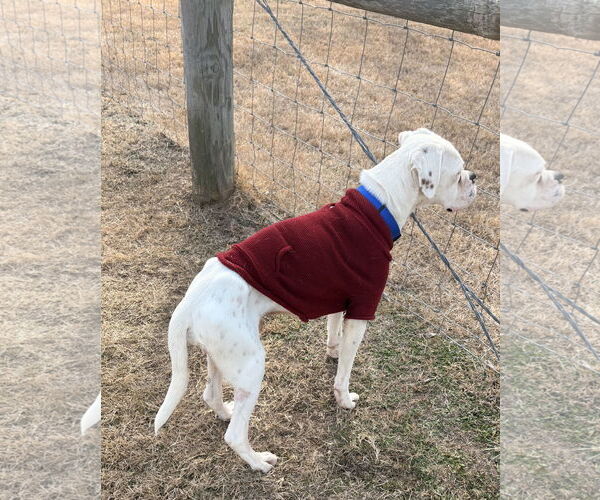 Medium Photo #5 Boxer Puppy For Sale in  Katy, TX, USA