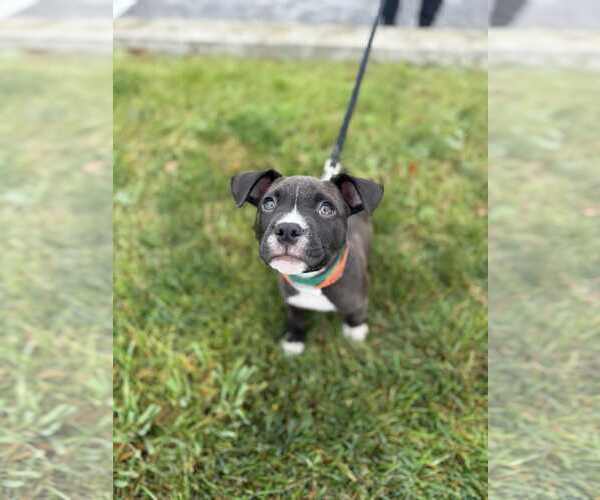 Medium Photo #1 American Pit Bull Terrier-Staffordshire Bull Terrier Mix Puppy For Sale in Shermans Dale, PA, USA
