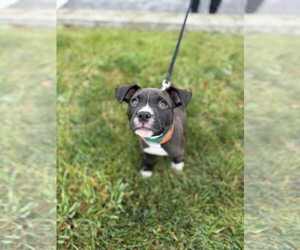 American Pit Bull Terrier-Staffordshire Bull Terrier Mix Dogs for adoption in Shermans Dale, PA, USA