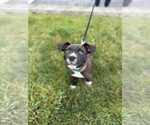 Small American Pit Bull Terrier-Staffordshire Bull Terrier Mix