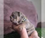 Small #3 Bulldog