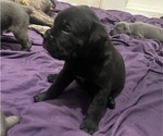 Small #10 Cane Corso