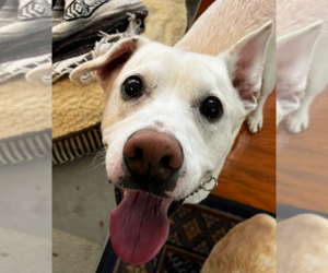 Labrador Retriever-Unknown Mix Dogs for adoption in Decatur, GA, USA