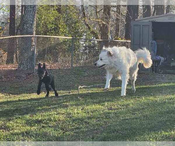 Medium Photo #4 Great Pyrenees Puppy For Sale in Kennesaw, GA, USA