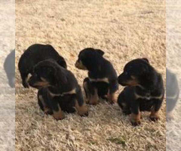 Medium Photo #5 Rottweiler Puppy For Sale in WINCHESTER, TN, USA