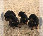 Small Photo #5 Rottweiler Puppy For Sale in WINCHESTER, TN, USA