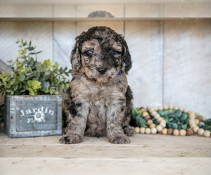 Miniature Labradoodle Litter for sale in SUGARCREEK, OH, USA