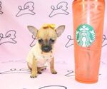 Small Photo #20 Chihuahua Puppy For Sale in LAS VEGAS, NV, USA