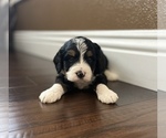 Small Photo #1 Bernedoodle (Miniature) Puppy For Sale in MENIFEE, CA, USA