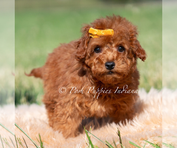 Medium Photo #4 Poodle (Miniature) Puppy For Sale in WARSAW, IN, USA