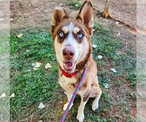 Siberian Husky Dogs for adoption in Sacramento, CA, USA