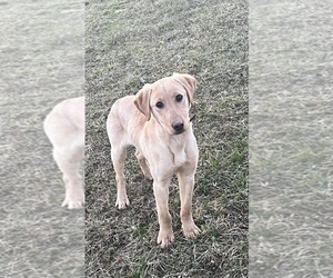 Labrador Retriever Puppy for Sale in DE MOSSVILLE, Kentucky USA