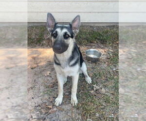 German Shepherd Dog-Unknown Mix Dogs for adoption in Conroe, TX, USA