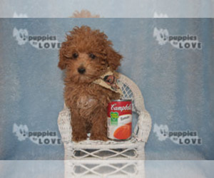 Poodle (Toy) Puppy for sale in SANGER, TX, USA