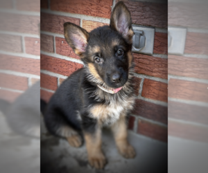 Medium German Shepherd Dog