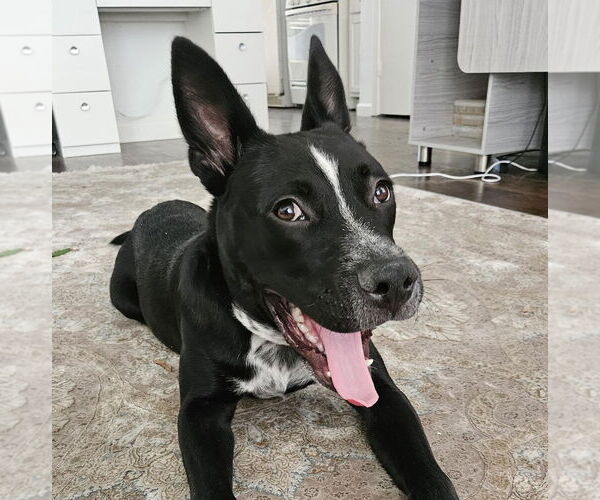 Medium Photo #6 Shepradors Puppy For Sale in HOUSTON, TX, USA