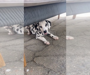 Dalmatian Puppy for sale in OAK LAWN, IL, USA