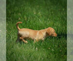 Small Photo #4 Labrador Retriever Puppy For Sale in FRESNO, OH, USA