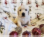 Small Photo #1 Golden Retriever Puppy For Sale in DECKER PR, TX, USA