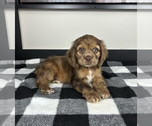 Cocker Spaniel Puppy for sale in FRANKLIN, IN, USA
