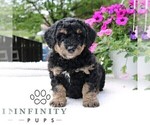 Small #4 Bernedoodle (Miniature)