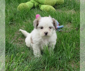 ShihPoo Puppy for sale in LE MARS, IA, USA
