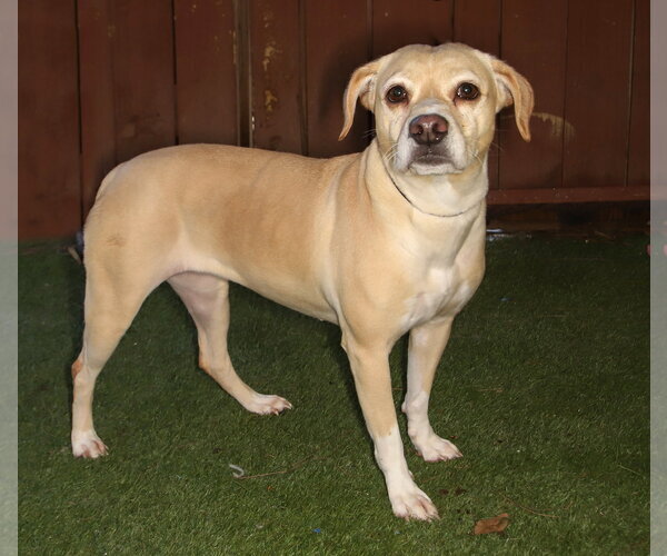 Medium Photo #3 Beagle-Unknown Mix Puppy For Sale in Oakland Park, FL, USA