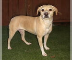 Small #2 Beagle Mix