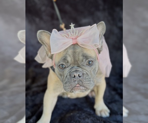 Medium Photo #2 French Bulldog Puppy For Sale in SACRAMENTO, CA, USA