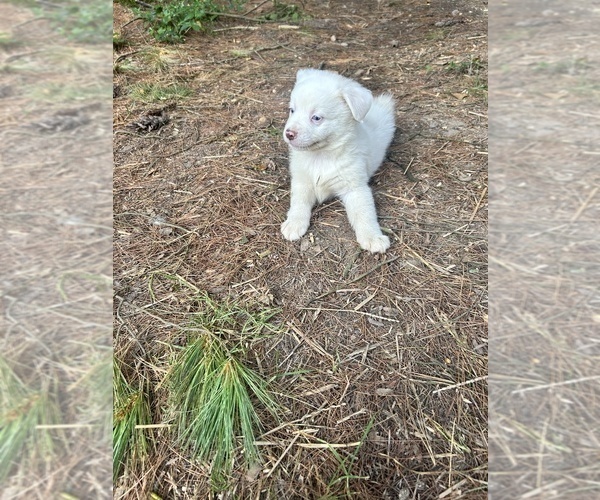 Medium Photo #8 Miniature Australian Shepherd Puppy For Sale in BELLVILLE, OH, USA