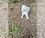 Small Photo #8 Miniature Australian Shepherd Puppy For Sale in BELLVILLE, OH, USA