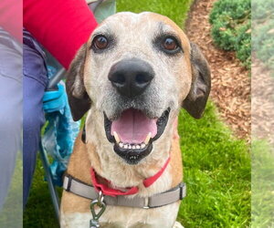 Walter - Male Mutt Dog for Adoption - Photo #5