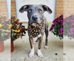 Small #30 American Pit Bull Terrier-Chihuahua Mix