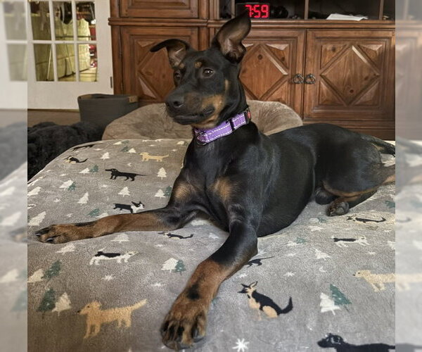 Medium Photo #4 Miniature Pinscher-Unknown Mix Puppy For Sale in Mount Laurel, NJ, USA