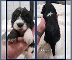 Small Photo #9 Springerdoodle Puppy For Sale in FORT SCOTT, KS, USA