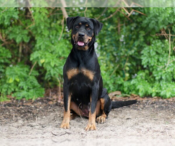 Medium Photo #2 Rottweiler Puppy For Sale in Tavares, FL, USA