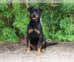 Small #1 Rottweiler