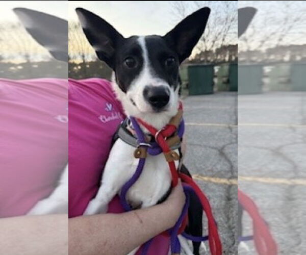 Medium Photo #4 Border Collie-Unknown Mix Puppy For Sale in Mt. Laurel, NJ, USA