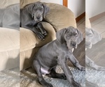 Small Photo #5 Great Dane Puppy For Sale in ROAMING SHORES, OH, USA