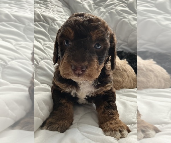 Medium Photo #1 Labradoodle Puppy For Sale in DAVENPORT, IA, USA