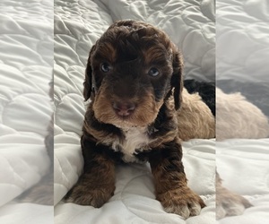 Labradoodle Puppy for sale in DAVENPORT, IA, USA